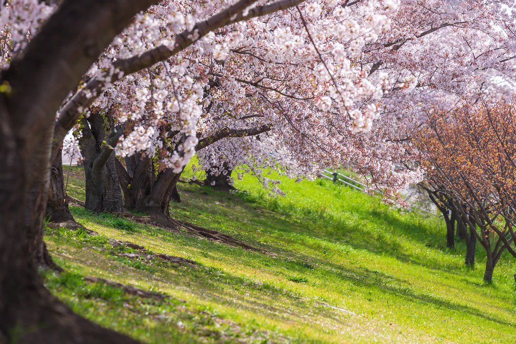 🌳 아카바네 공원 (赤羽公園) 이미지 8